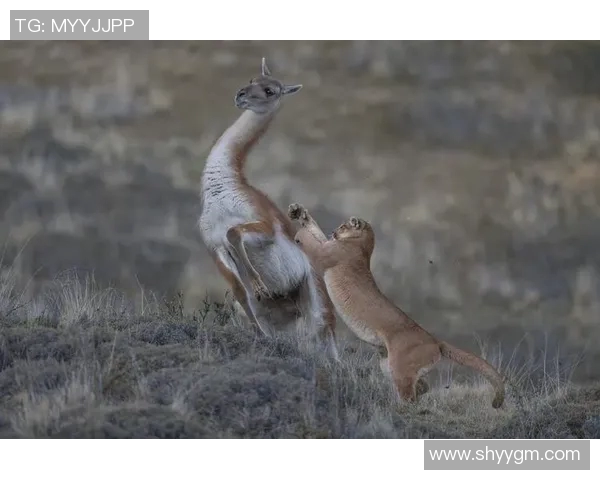 来昂与美洲狮的实力对决谁将赢得这场动物王国的巅峰之战
